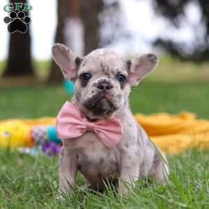 Lottie, French Bulldog Puppy
